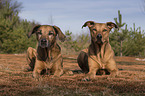 liegende Rhodesian Ridgebacks