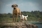 Rhodesian Ridgeback mit Jack Russell Terrier