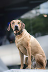 sitzender Rhodesian Ridgeback