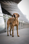 stehender Rhodesian Ridgeback