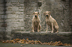 sitzende Rhodesian Ridgebacks