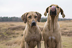 Rhodesian Ridgebacks