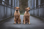 sitzende Rhodesian Ridgebacks