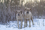 stehende Rhodesian Ridgeback