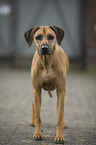 stehender Rhodesian Ridgeback