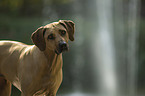 Rhodesian Ridgeback