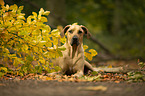 liegender Rhodesian Ridgeback