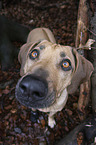 Rhodesian Ridgeback