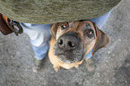 Mensch mit Rhodesian Ridgeback