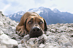 liegender Rhodesian Ridgeback