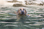 schwimmender Rhodesian Ridgeback