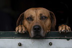 Rhodesian Ridgeback