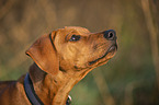 Rhodesian Ridgeback Portrait