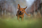 rennender Rhodesian Ridgeback