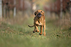 rennender Rhodesian Ridgeback