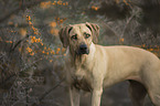 stehender Rhodesian Ridgeback