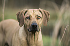 Rhodesian Ridgeback Portrait