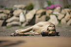 liegender Rhodesian Ridgeback