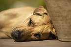 liegender Rhodesian Ridgeback