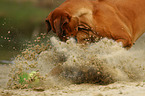 spielender Rhodesian Ridgeback