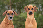 Rhodesian Ridgeback Portrait