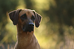 Rhodesian Ridgeback Portrait