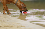 Rhodesian Ridgeback Welpe