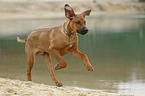 rennender Rhodesian Ridgeback Welpe