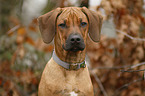 Rhodesian Ridgeback Welpe Portrait