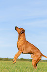 Rhodesian Ridgeback macht Mnnchen