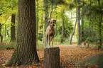 Rhodesian Ridgeback