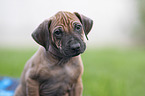 Rhodesian Ridgeback Welpe