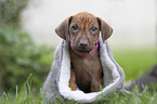 Rhodesian Ridgeback Welpe