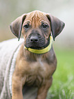 Rhodesian Ridgeback Welpe