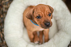 Rhodesian Ridgeback Welpe