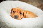 Rhodesian Ridgeback Welpe