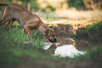 Rhodesian Ridgeback