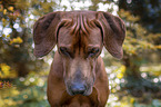 Rhodesian Ridgeback Portrait