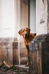 Rhodesian Ridgeback