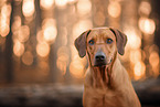 Rhodesian Ridgeback im Herbst