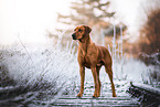 Rhodesian Ridgeback im Winter