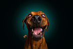 Rhodesian Ridgeback im Studio