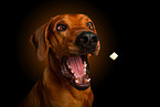 Rhodesian Ridgeback im Studio