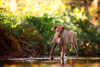 ltere Rhodesian Ridgeback Hndin