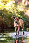 ltere Rhodesian Ridgeback Hndin