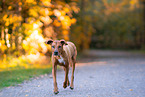 ltere Rhodesian Ridgeback Hndin