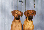 zwei Rhodesian Ridgebacks