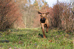 rennender Rhodesian Ridgeback