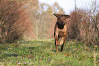 rennender Rhodesian Ridgeback