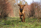 rennender Rhodesian Ridgeback